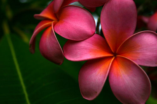 For a more tropical flair, Hawaiian flower tattoos like hibiscus, plumeria